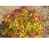 Спирея японская  Голдфлейм (Goldflame) P9, 1 год
